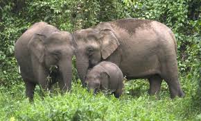 The latest version of ulu mulu editor is currently unknown. Wild Elephant Safari Malaysian Wildlife