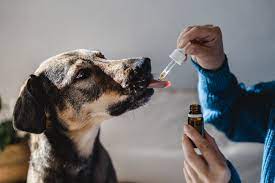 CBDoil for dogs and cats