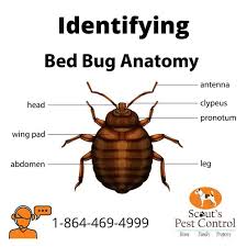 does bed bug heat treatment work better