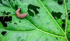food hack to keep slugs away