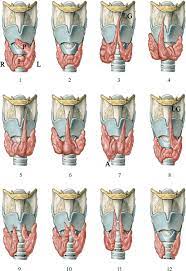 thyroid gland shapes