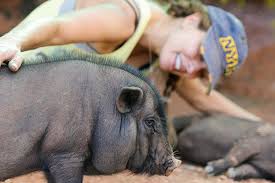 Pig breeds, pet chickens, hereford pigs. Pigs As Pets Best Friends Animal Society