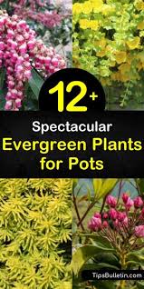 12 spectacular evergreen plants for pots