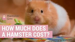 how much does a hamster cost true cost
