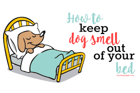 how to keep dog smell out of your bed