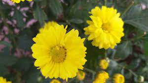 Sammangi poo valarppu(7305739738)சம்மங்கி பூ வளர்ப்பு/sambangi flowers farming /jp tamil tv. Samanthi Poo Chrysanthemum Yellow Youtube