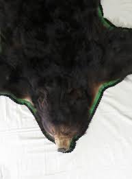alaska black bear taxidermy rug for