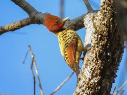 Middle spotted woodpecker (leiopicus medius). Kaempfer S Woodpecker Ebird