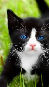 Black Cats With Blue Eyes Wallpaper In