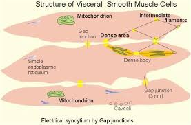 Smooth muscle is quite a bit different from the other two types of muscle tissue, but it also shares a few similarities. Physiology Smooth Muscle Flashcards Quizlet