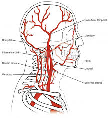 The triangles of the neck are important because of their contents, as they house all the neck structures, including glands, nerves, vessels and lymph the parotid gland (posteriorly) vessels: Neuroanatomy Blood Supply Of The Brain Online Medical Library