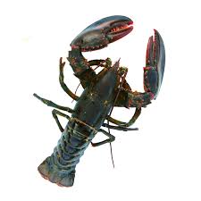 1 5 lb live maine lobster lobster