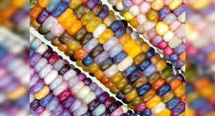 is glass gem corn real and can one eat