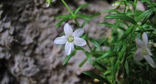 Moehringia papulosa Bertol.