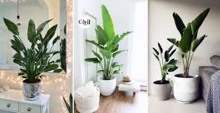 amazing house plants indoor decor ideas