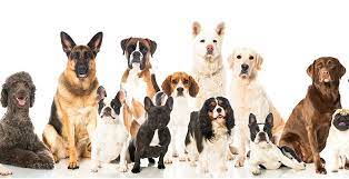 best dog breeds for apartments in india
