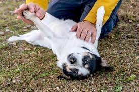 why do dogs like belly rubs so much