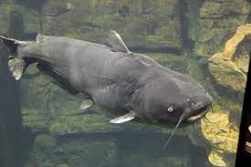8 largest catfish ever caught in the us