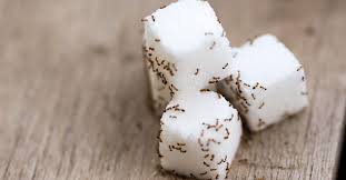 how to get rid of sugar ants hulett