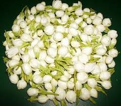 jasmine flowers color white at rs