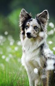 As it grows longer, however, the texture of the coat becomes to slightly wavy. 400 Best Border Collie Blue Merle Ideas In 2020 Border Collie Blue Merle Border Collie Collie