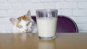 what do cats drink is milk bad for