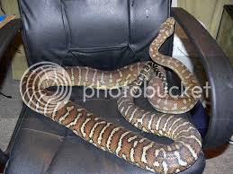bredli size aussie pythons snakes forum