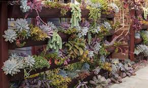 succulent vertical garden