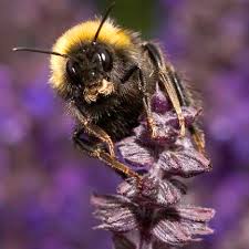 This plant is actually a herb that is used for various folk remedies. Why Bees Don T Buy The Flashiest Flowers