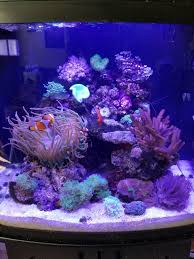 housing anemone with clownfish and