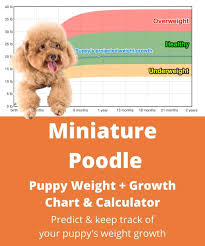 miniature poodle weight growth chart