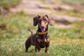 dachshund breed characteristics care