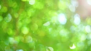 green nature background stock video