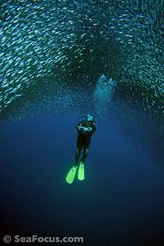 seafocus scuba diving