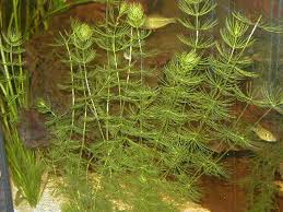 We did not find results for: Fossils Suggest An Aquatic Plant That Bloomed Underwater Was Among First Flowering Plants