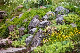 Rockery Definition And Meaning