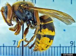 asian giant hornet not expected to be