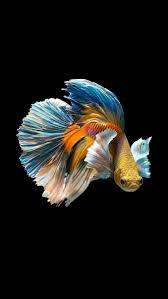 betta fish for android colorful fish