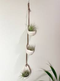 Air Plant Holder Planters Wall