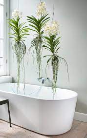 Orchideen dank ihrer einzigartigen formen und bunten blumen, sehr dekorative pflanzen. Pflanzen Furs Badezimmer Florastore