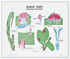 Wheat Rust Life Cycle Chart Teaching Supplies Classroom Safety
