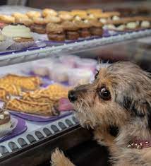 See more of gourmutts pet bakery on facebook. The Bakery Experience Three Dog Bakery