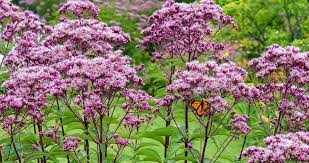 How To Care For Joe Pye Weed