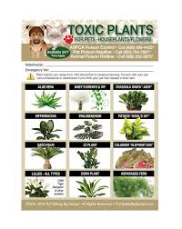 It can cause severe effects such as drowsiness, loss of appetite, diarrhea, hypersalivation, severe gastrointestinal upset, behavioral. Poisonous Toxic Plants Flowers Trademarked For Pets Dogs Cats Etsy