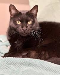 beautiful cats for adoption in midcoast