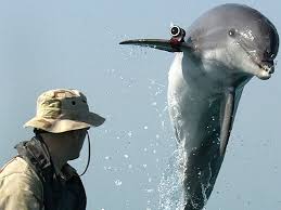 russia recruits combat dolphins lists