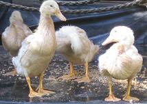 Systematic Pekin Duck Age Chart Body Weight And Growth