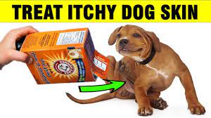how to treat itchy dog skin at home