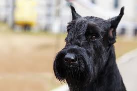 Giant Schnauzer Full Profile History And Care