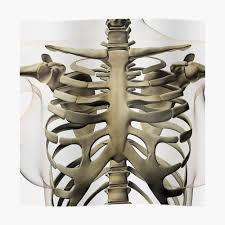 The costotransverse ligaments in human: Three Dimensional View Of Female Sternum And Rib Cage Greeting Card By Stocktrekimages Redbubble
